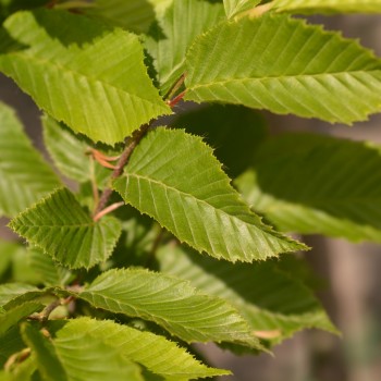 Carpen Comun (Carpinus betulus)