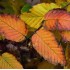 CARPINUS BETULUS (carpen)