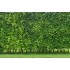 Carpinus Betulus - 150-175  cm, format pentru garduri vii.