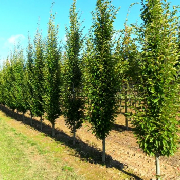 Carpinus Betulus Fastigiata