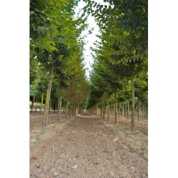 CARPINUS BETULUS (carpen)