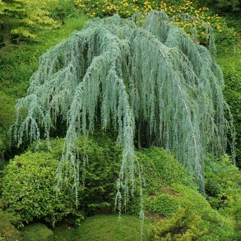 Cedru de Atlas Plângător 'Glauca Pendula' (Cedrus atlantica)