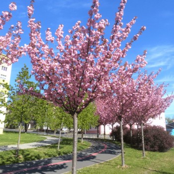 Cireș Japonez Kanzan (Prunus serrulata) – Spectacolul suprem al primăverii în nuanțe de roz
