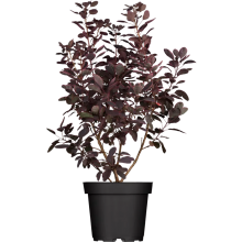 Cotinus C. Royal Purple