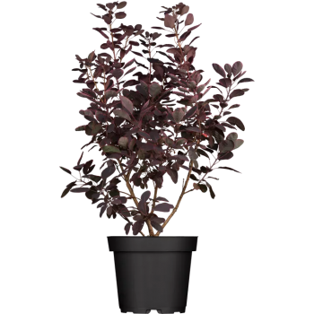 Cotinus C. Royal Purple