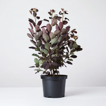 Cotinus C. Royal Purple