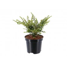 Cotoneaster Horizontalis  Skogholm