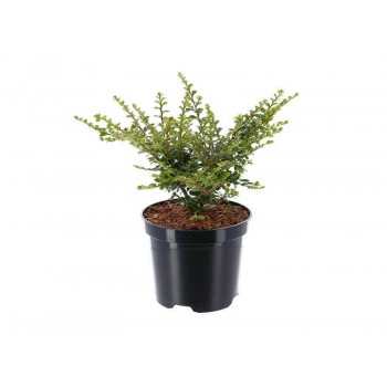 Cotoneaster Horizontalis  Skogholm