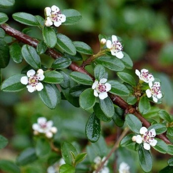 Cotoneaster Horizontalis  Skogholm
