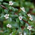 Cotoneaster Horizontalis  Skogholm