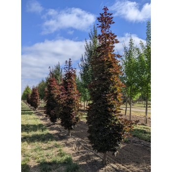 ACER PLATANOIDES CRIMSON CENTRY (artar norvegian, columnar cu frunze rosii)
