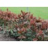 Photinia  Serattifolia  Crunchy