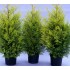 CUPRESSOCIPARIS  LEYLANDII  CAST. GOLD (chiparos leylandii galben)