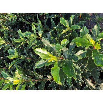 Photinia  Serattifolia  Crunchy