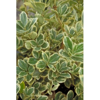 Euonimus J. President Gauthier