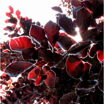 Fagus Sylvatica Atropunicea