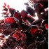 Fagus Sylvatica Atropunicea