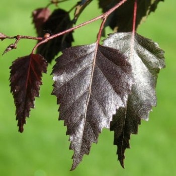 BETULA PENDULA ROYAL FROST (mesteacan cu frunza rosie)