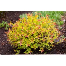 Spiraea japonica 'Golden Princess' (Cununiță Japoneză Aurie) Spiraea japonica 'Golden Princess' (Cununiță Japoneză Aurie)