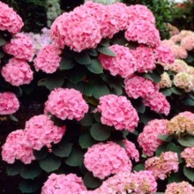 (HORTENSIA) Hydrangea  M. Rosita