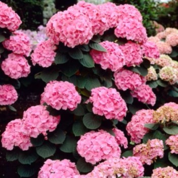 (HORTENSIA) Hydrangea  M. Rosita 