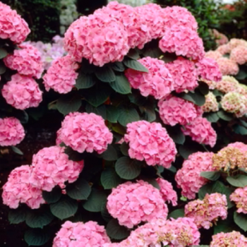 (HORTENSIA) Hydrangea  M. Rosita 