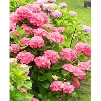 (HORTENSIA) Hydrangea  M. Masja 