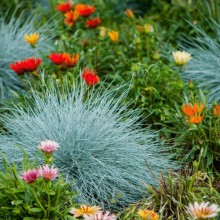 Festuca Glauca Elijah Blue