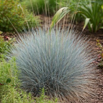 Festuca Glauca Cool  Ice