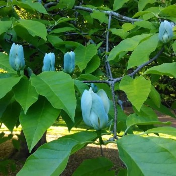 MAGNOLIA ACUMINATA BLUE OPAL (magnolia cu floare albastra)