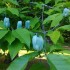 MAGNOLIA ACUMINATA BLUE OPAL (magnolia cu floare albastra)
