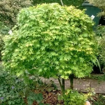 Arțar Japonez (Acer palmatum)