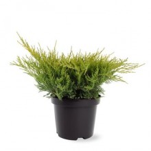 Juniperus Media Pfitzeriana