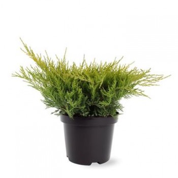 Juniperus Media Pfitzeriana
