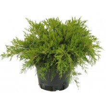 Juniperus Media   Mint Julep.