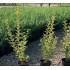 LIGUSTRUM AUREUM (lemn cainesc cu frunza galbena)