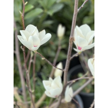 MAGNOLIA MANCHU FAN (magnolia alba)