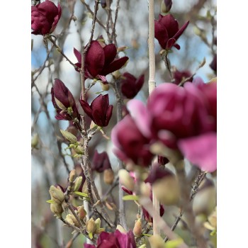 MAGNOLIA GENIE (MAGNOLIA CU FLORI PURPURII)