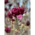 MAGNOLIA GENIE (MAGNOLIA CU FLORI PURPURII)