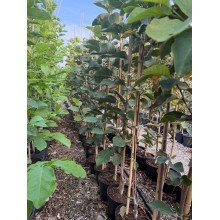 Magnolia Black Tulip – Eleganță dramatică cu flori în formă de lalea neagră