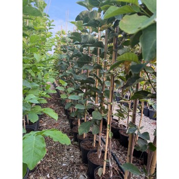 Magnolia Black Tulip – Eleganță dramatică cu flori în formă de lalea neagră