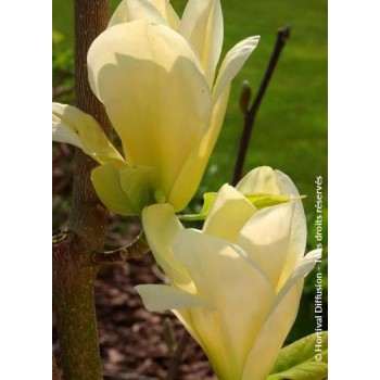Magnolia Elisabeth