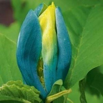 MAGNOLIA ACUMINATA BLUE OPAL (magnolia cu floare albastra)