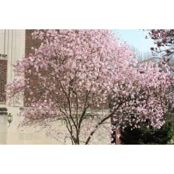MAGNOLIA LOEBNERI  LEONARD MESSEL