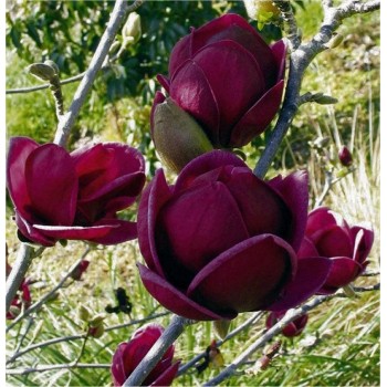 Magnolia Black Tulip – Eleganță dramatică cu flori în formă de lalea neagră