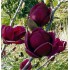 Magnolia Black Tulip – Eleganță dramatică cu flori în formă de lalea neagră