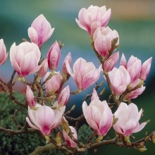 MAGNOLIA X SOULANGEANA (magnolia)