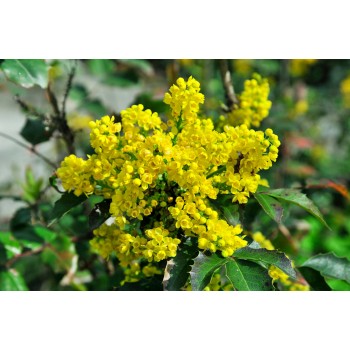 Mahonia Aquifolium