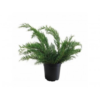 Juniperus Media Pfitzeriana Glauca