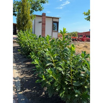 Prunus Laurocerasus Novita (Laur Englezesc Novita)